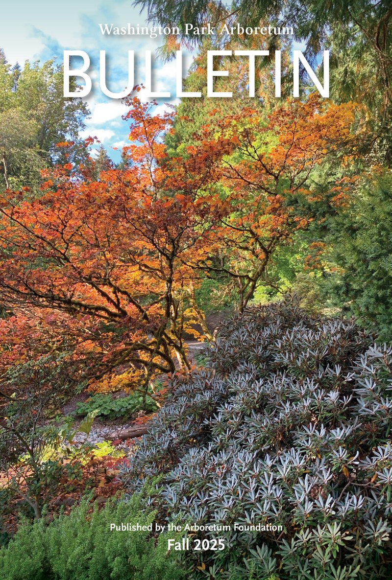 stairway in woodland