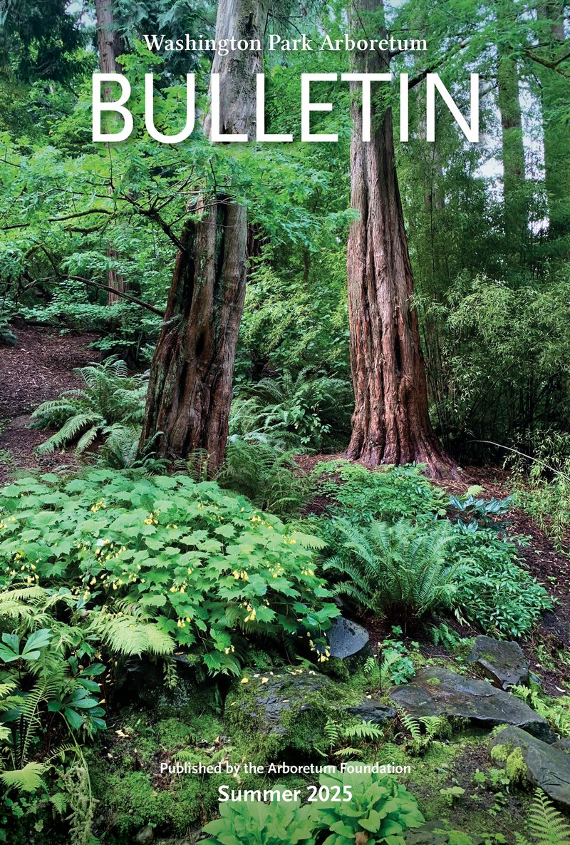 stairway in woodland