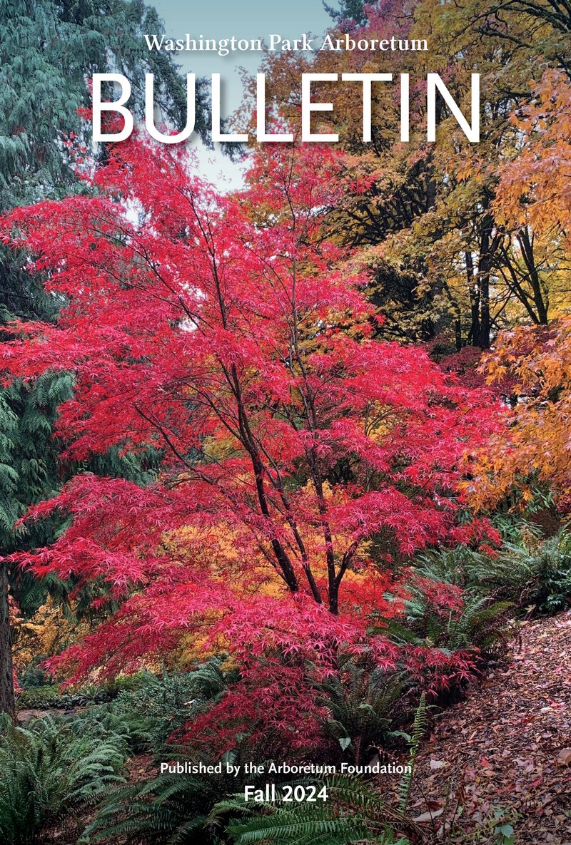 stairway in woodland