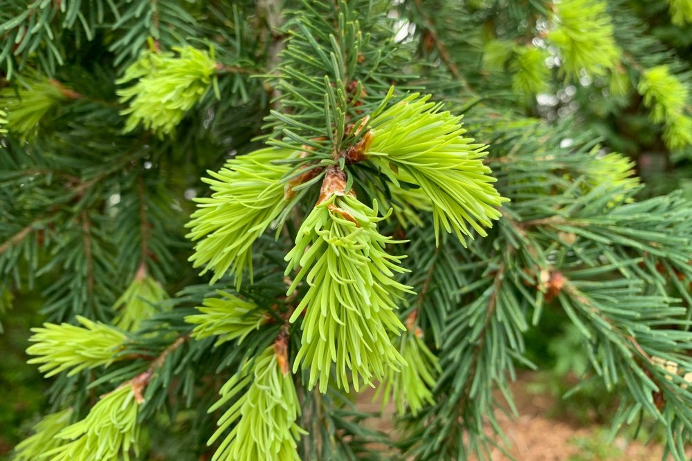 Douglas Fir Tea: Ethnobotany and Health Benefits