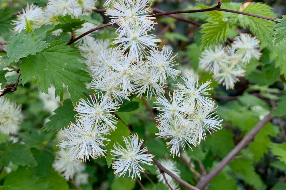 Shasta Snow-Wreath: A Threatened Beauty