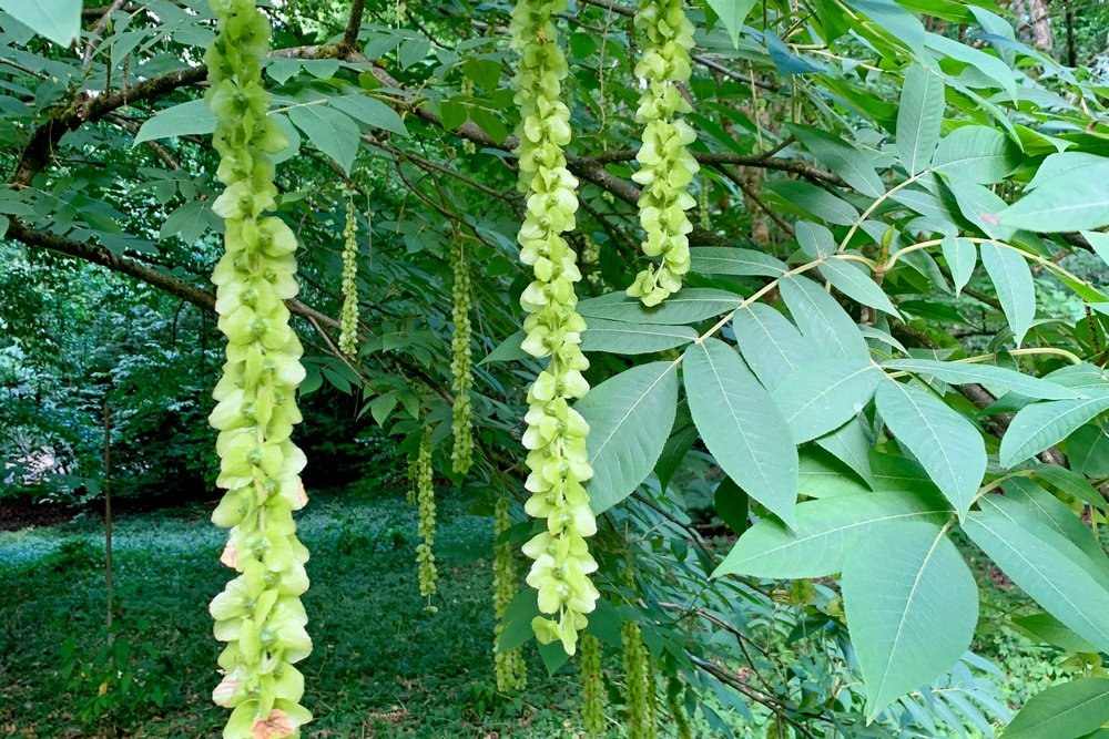 Conservation Corner: Large-Winged Wingnut